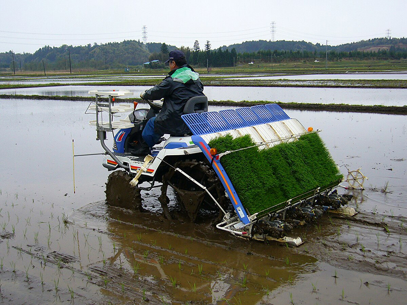 تصویر بذرکار و نشاکار برنج